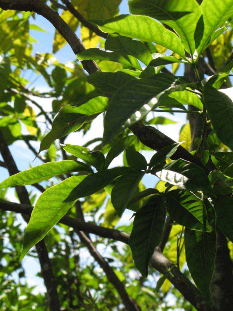            Shade leaves (Winter Haven, FL)   